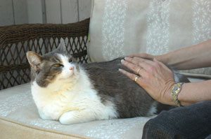 animal reiki for cat