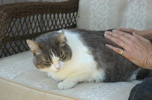 animal reiki treatment for cat