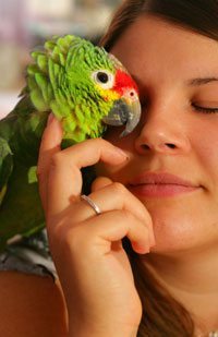 animal communication fees