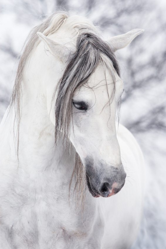 horse communication